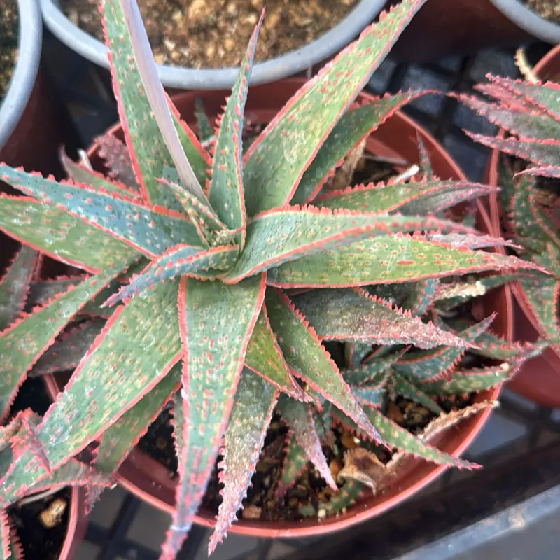 Aloe Christmas Carol 6 inch pot Succulent Plant