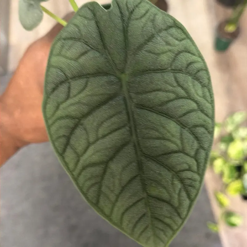 Alocasia melo