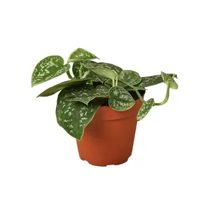212 MAIN 4-Pack Variegated Leaves Satin Pothos, 4 in. Nursery Garden Pots for Home Improvement & Garden Supplies, Round Planter