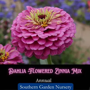 Dahlia-Flowered Zinnia Mix Seeds, Colorful Tall Double-Petaled Blooms, Pollinator Plant, Butterfly Garden, Bee Magnet