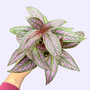 4" Persian Shield Plant - Royal Purple Plant - Vibrant Purple Pet Safe Houseplant - Burmuda Coneflower - Strobilanthes dyerianus - Pet Friendly Live Indoor Plant