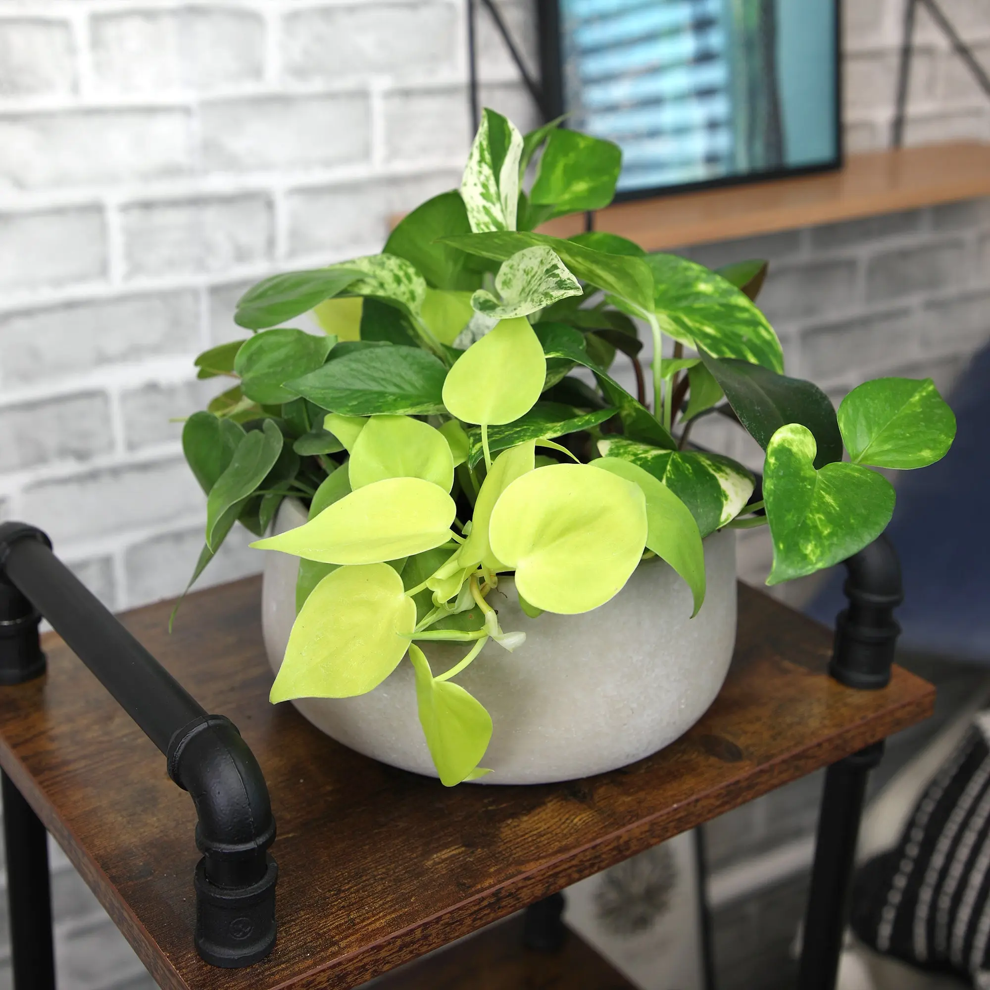 Philodendron & Pothos Plant 6-pack: Hanging Vines & Variegated Plants - (2  Pots) - Golden Pothos - Marble Queen Pothos - Brasil Philodendron - Micans  - Neon - Satin Pothos - Heart Leaf Philodendron - TikTok Shop
