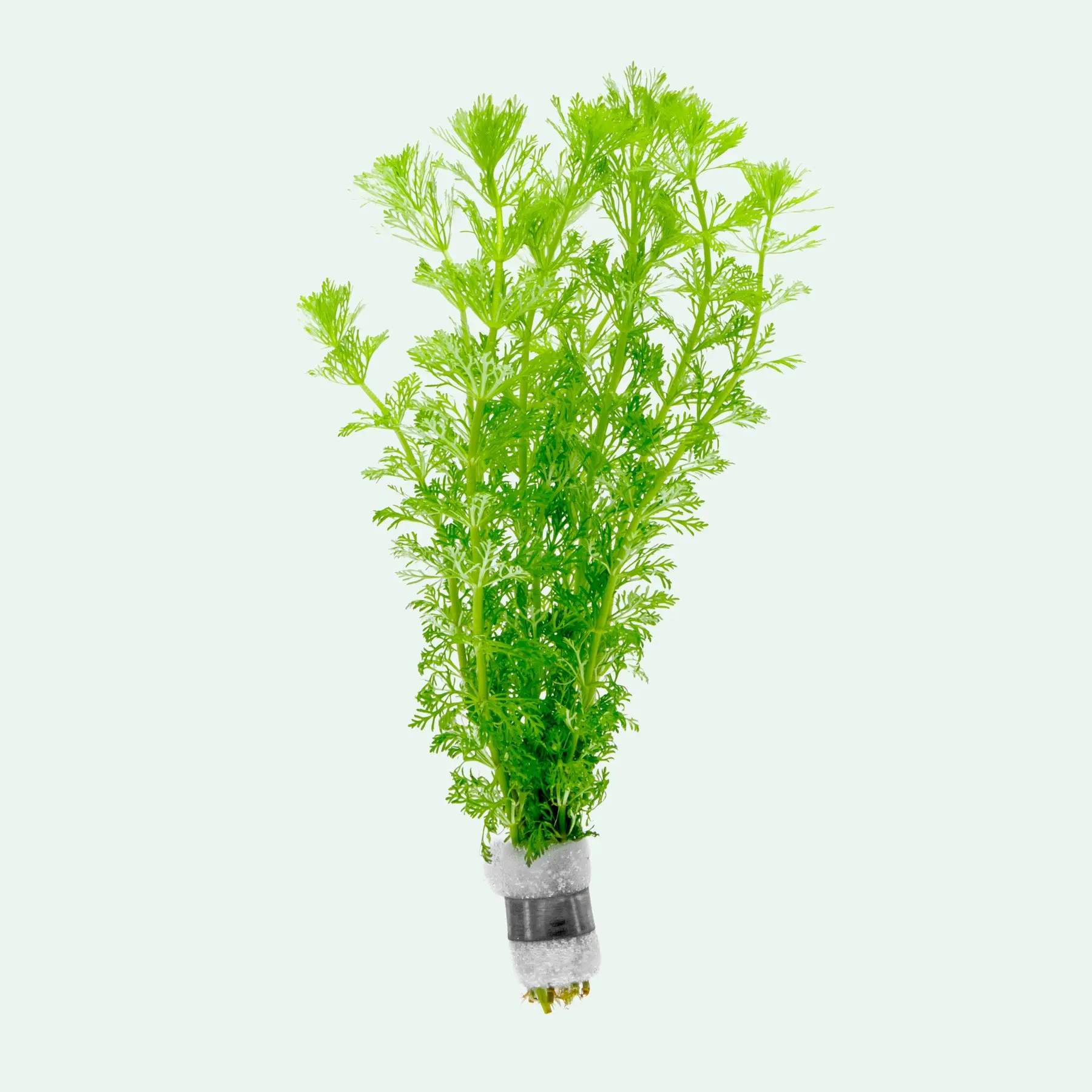 Limnophila Heterophylla