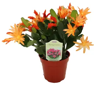 Spring Cactus (surprise colors) - 4" from California Tropicals