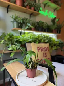 4" Philodendron Pedatifidum – Rare Oak Leaf Philodendron - Exotic Climbing Beauty - Unique Foliage Plant