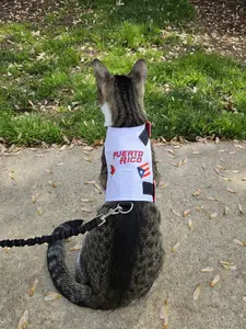 Cat Harness