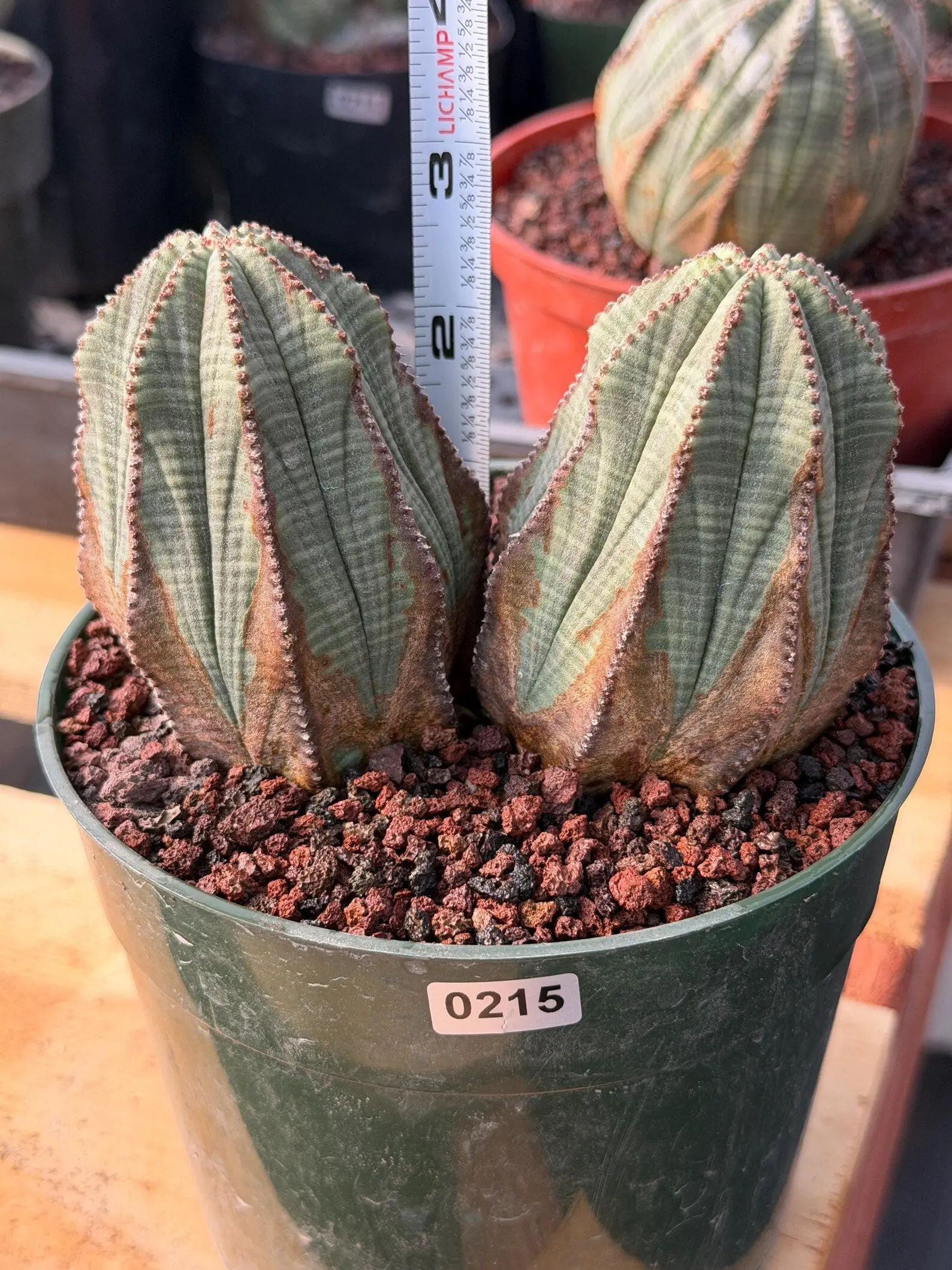 Euphorbia Obesa Double Head #215 | Large Rare Collector Succulent