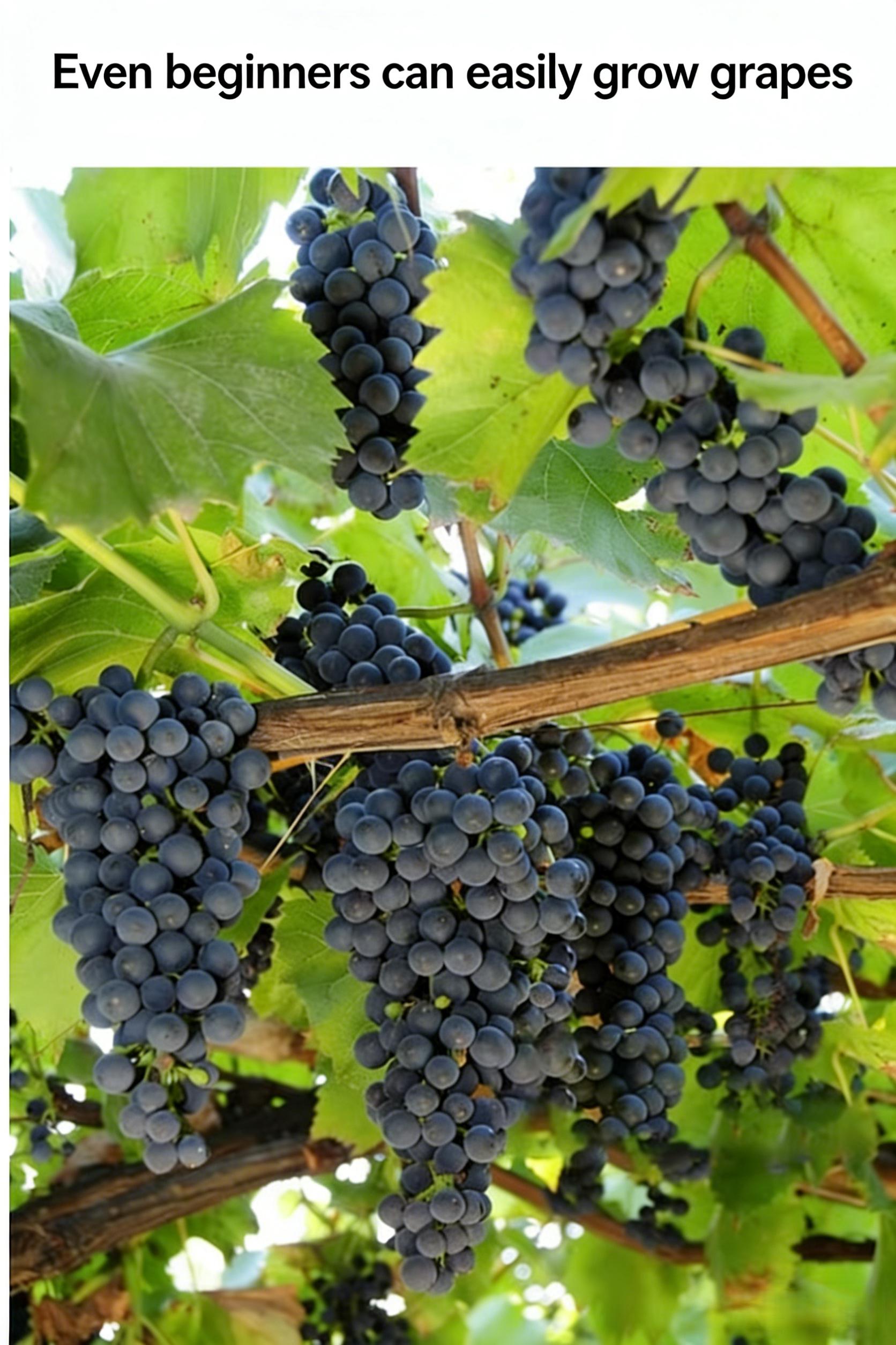 Kyoho Grape Vine Starter Plant – Big Juicy Purple Table Grapes for Backyard Garden, Climbing Fruit Vine for Trellis, Pergola & Patio Containers