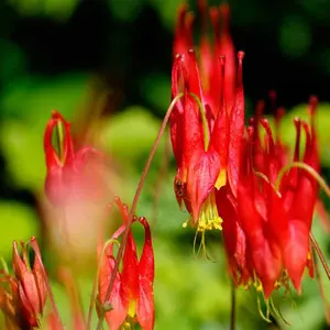 1000 pcs Perennial Aquilegia Canadensis Eastern Red Columbine Garden Flower Seeds，Easy To Grow