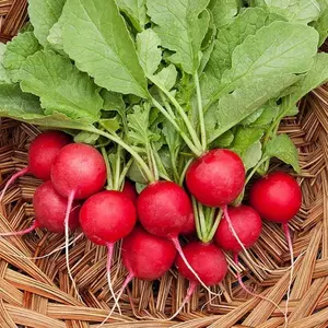 TomorrowSeeds - Cherry Belle Radish Seeds -  Red Globe Radishes Fast Growing Champion Garden Root Vegetable Seed Fresh For 2024 Season