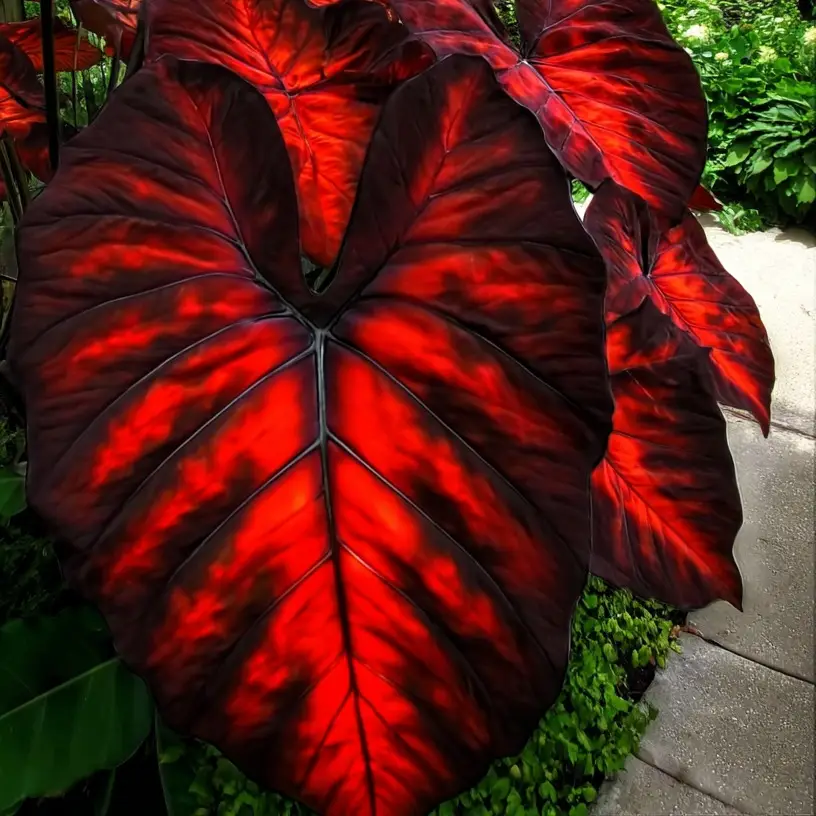 Hosta Seeds -800 pcs Rare Deep Black & red Hosta with Blue Variations - Perennial Plants for Outdoor Gardens, Pollinator Attraction, Indoor Bonsai Dec