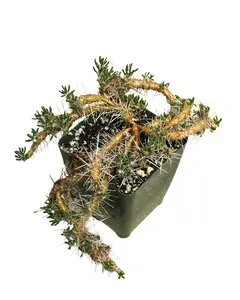4" Maihuenia Poeppigii – Cactus - Live Plant
