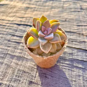 Kitty Cacti of California Succulent  Plant Decorative Nature Ornaments