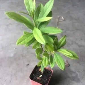 A Azalea live plant in a 3 pots/ Azalea indica “ Alaska” / Azalea indica “red bird “/ Azalea Formosa