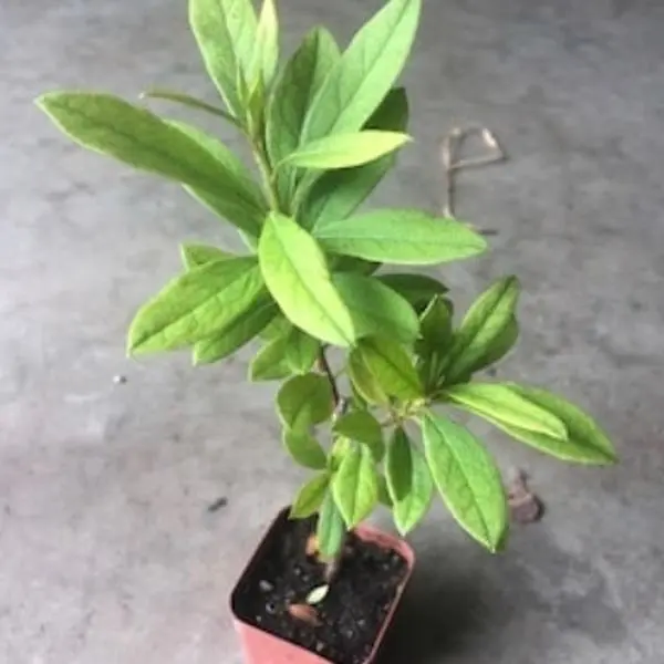 A Azalea live plant in a 3 pots/ Azalea indica “ Alaska” / Azalea indica “red bird “/ Azalea Formosa