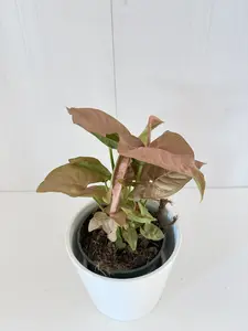 Syngonium Robusta - 4''