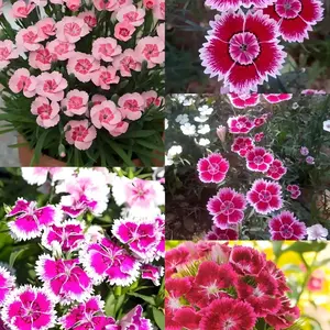 300 PCS Dianthus Pinks Seeds, Easy Growing Mixed Color Garden Flower Seeds for Outdoor Planting, Seeds Only Not Live Plant