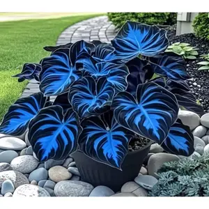 Hosta Seeds Perennial Shade Plant for Garden and Yard Non-GMO USA Made with Instructions for Easy Care and Versatile Growth