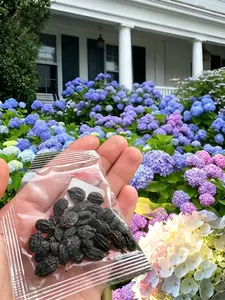 30 Mixed Color Hydrangea Seeds| Stunning Perennial Flowers for Landscaping & Garden Beautification| Hardy, Easy-to-Grow Blooms hosta large bloom