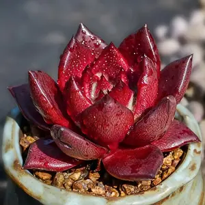 Echeveria Robin – Real Live Succulent Plant | Single Piece, Easy Care, Indoor Greenery & Home Decor（Echeveria Agavoides v Romeo Rubin）