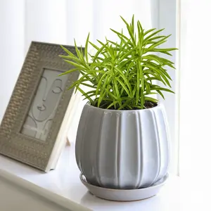 Peperomia 'Green Bean'