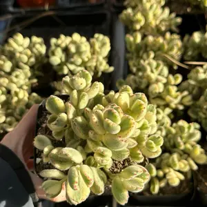 Cotyledon Tomentosa 'White Bear’s Paw' Cluster (around 4.5'') - Bare Root Succulents - Terra Tales