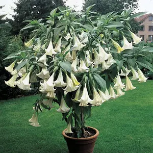 Whit Angel Tumpet Seeds - Burgmansia Seeds White  *** 8 SEEDS  ***