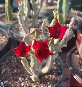 3 seeds Caralluma socotrana huernia rare orbea succulent stapelia plant seed