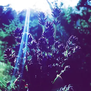 Vera English Lavender Seeds - Perennial Culinary Herb, Lavendula angustifolia, Purple Flowers - 100 Seed Packet / Bulk Size