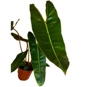 6" Philodendron Billietiae
