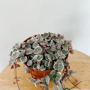 String of Hearts Variegated in 4in pot. Live  Plant.