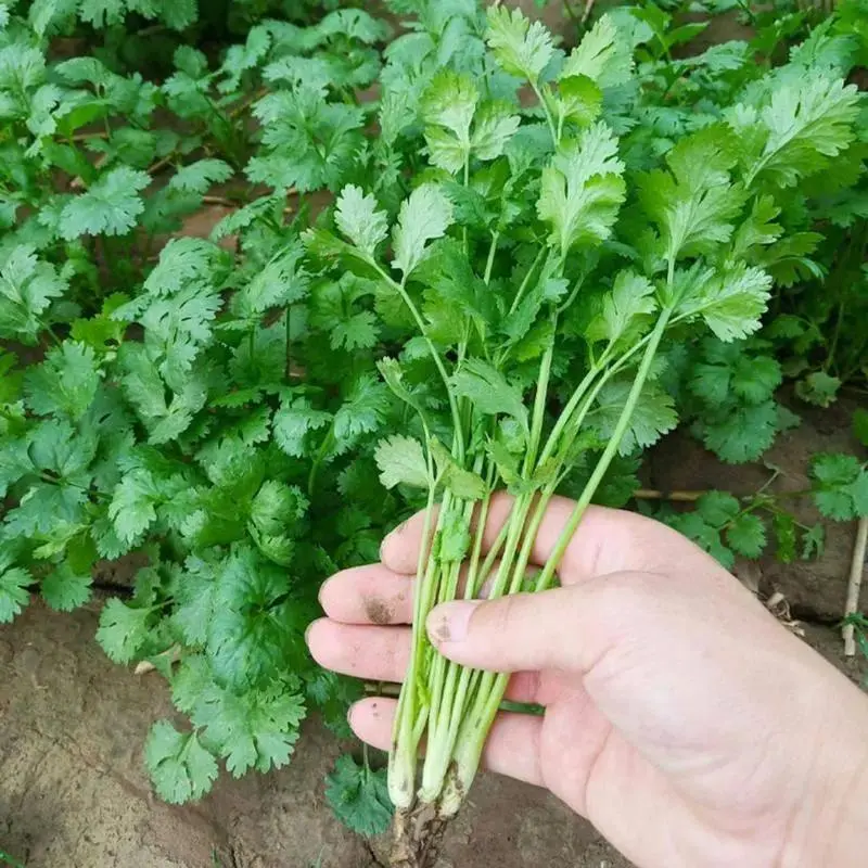 300pcs Heirloom Cilantro-Coriander Seeds - All Seasons, Default, No Fuss Fresh Kitchen Herb for Planting in Outdoor Gardens, Pots & Kitchen Herb Beds