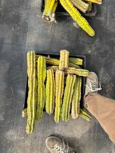 #EC258 EXACT Trichocereus Pachanoi PC Super TLC Cactus CUTTING Lot 25 pounds