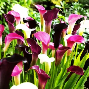 Rare 1000Pcs White Pink Red Purple Calla Lily Seeds – Beautiful Mixed Color Perennial Plant for Indoor & Outdoor Bonsai Gardening