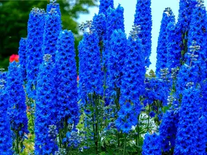 Blue Delphinium Flower Seeds - 100+ Seeds - Grow Stately Delphinium Wildflowers