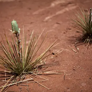 Soapweed Yucca Seeds – Hardy Native Succulent with Swordlike Leaves & Medicinal Roots (Yucca glauca) – Edible & Ornamental