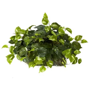 NEARLY NATURAL Artificial Pothos Silk Plant Set with Foam Base, Home & Garden Decor for Window Ledge Display, Ideal Gift for Silk Plant Enthusiasts