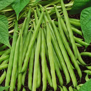 Heirloom French Garden Green Bean Seeds - Organic and Regenerative Gardening Seeds