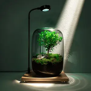 Handcrafted Glass Terrarium | Succulent & Moss Micro-Landscape | Unique Home Decoration
