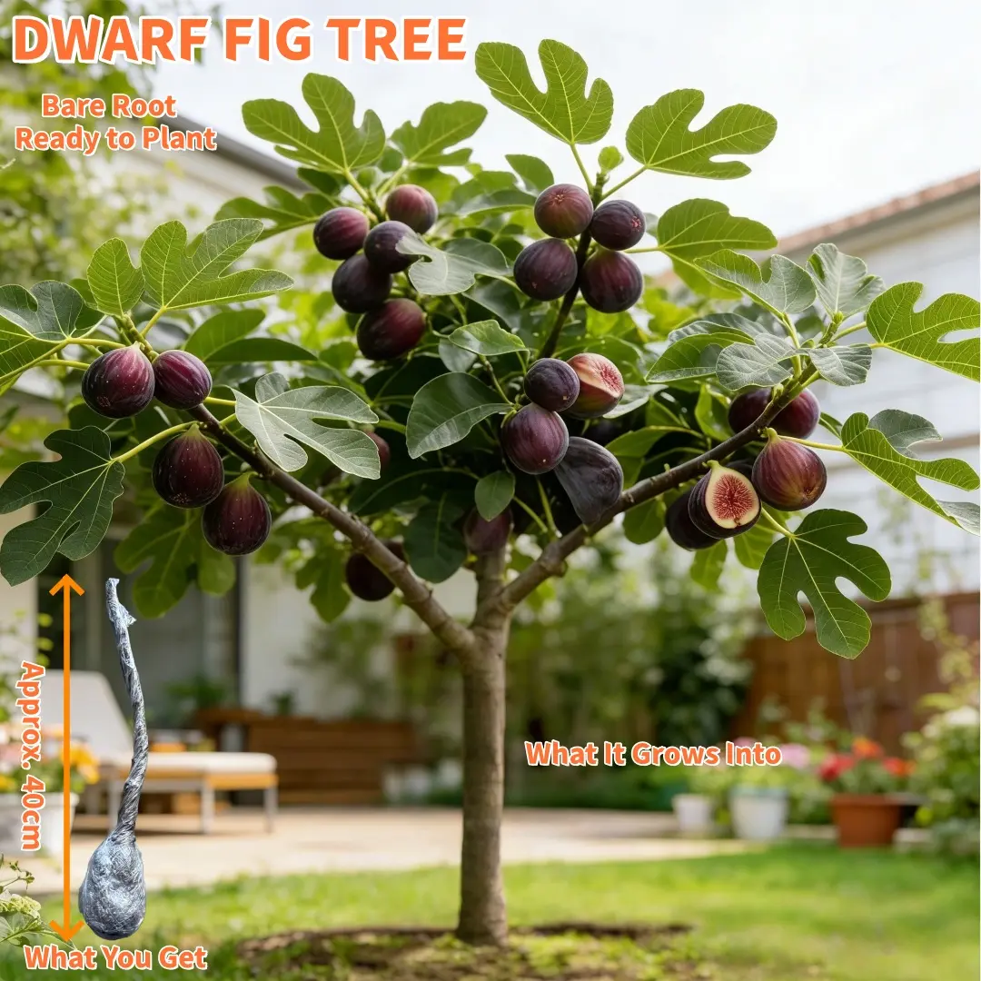 Dwarf Fig Tree Live Plant – Bare Root, Ready to Plant upon Arrival – Perfect for Ground or Potted Gardening – Edible Fruit Bearing Tree, backyard orchard