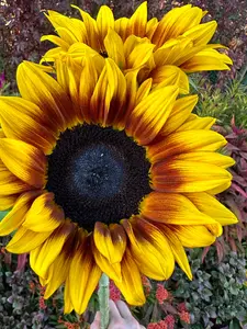 Sunflower procut bicolor