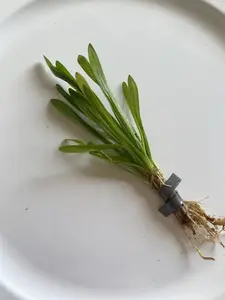 Dwarf Subulata Value Packs - easy low-tech foreground live aquarium plant - Leaves turn yellow, fall off, and new green leaves grow back quickly!