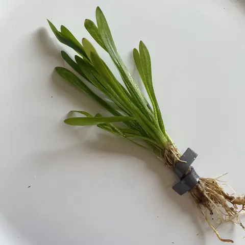 Dwarf Subulata Value Packs - easy low-tech foreground live aquarium plant - Leaves turn yellow, fall off, and new green leaves grow back quickly!