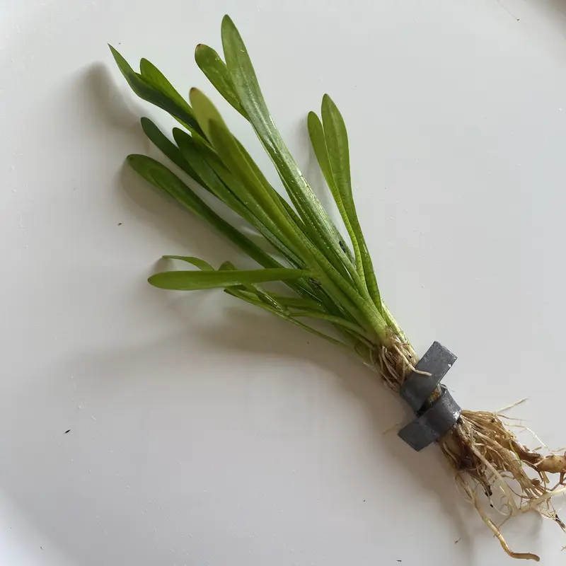 Dwarf Subulata Value Packs - easy low-tech foreground live aquarium plant - Leaves turn yellow, fall off, and new green leaves grow back quickly!