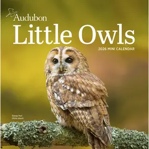 Audubon Little Owls Mini Wall Calendar 2026