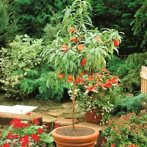 10+ Non-gmo Fairy Peach Tree Seeds: Perfect for Small Gardens, Patios, Balconies, and Indoor Planting - Easy to Maintain Heirloom Seeds