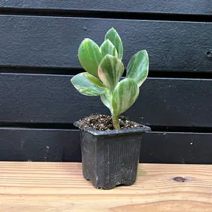Variegated Jade Plant Succulent Plant