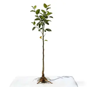 Mango Tree Sapling | Tropical Homegrown Fruit | Sturdy & Vigorous Growth | Ideal for Backyard Gardens & Outdoor Growing | Grafted for Strong Development | Easy Care & Low Maintenance | Suitable for Home Gardeners & Growing Beginners