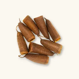 Natural Savu Trumpet Pods (8c) by Betta Botanicals for Blackwater Aquariums & Dart Frog Vivariums