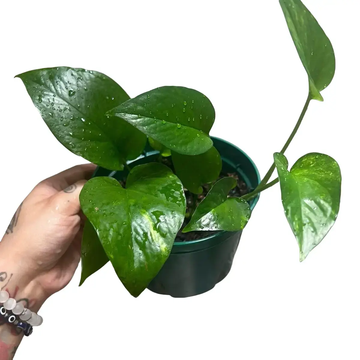 Potted, Live Golden Pothos Plant - Perfect for Home and Garden